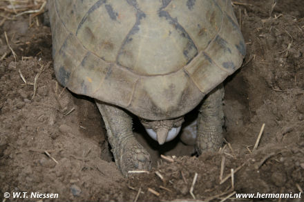 Testudo hermanni boettgeri