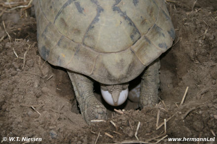 Testudo hermanni boettgeri