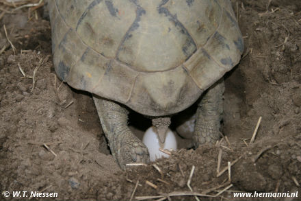 Testudo hermanni boettgeri