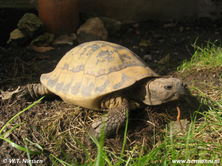 Testudo hermanni boettgeri