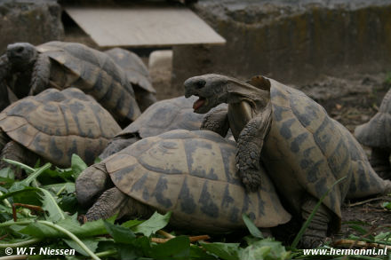 Testudo hermanni boettgeri