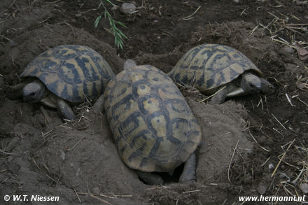 Testudo hermanni hercegovinensis