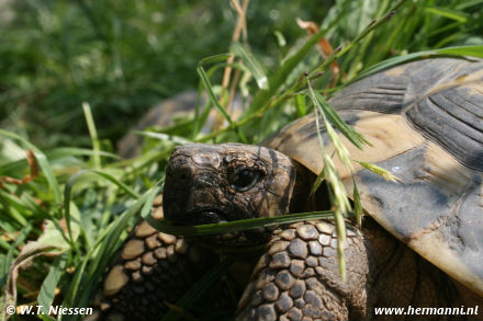 Testudo hermanni hercegovinensis
