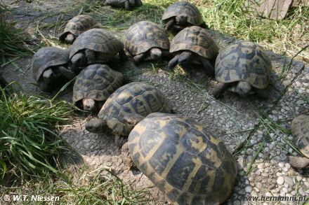 Testudo hermanni hercegovinensis