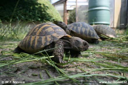 Testudo hermanni hercegovinensis