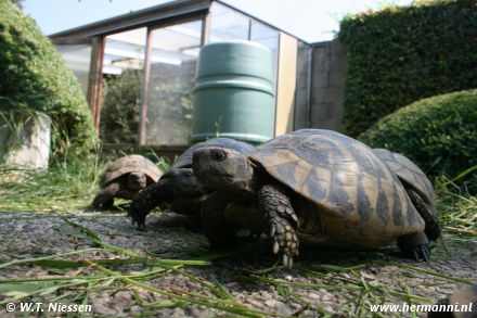 Testudo hermanni hercegovinensis