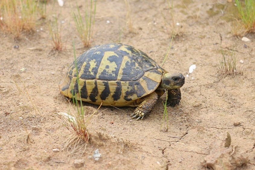 Testudo hermanni hercegovinensis