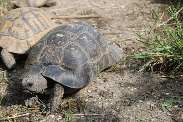 Testudo marginata
