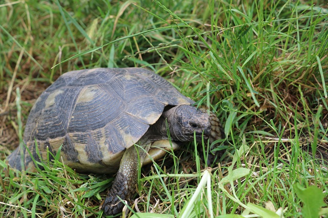Testudo marginata