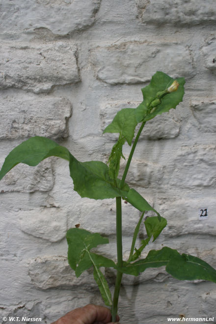 Melkdistel